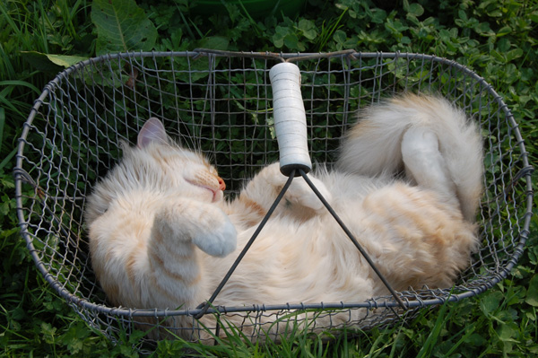 schlafen kann man überall.jpg